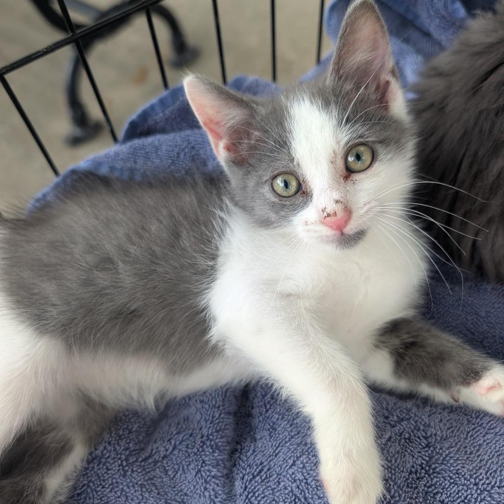 Kabi, a Adoptable Domestic Short Hair in West Plains, MO image 2/2