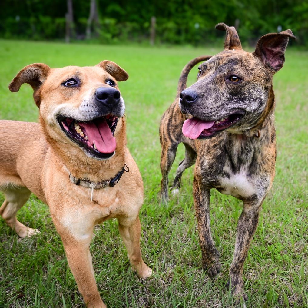 Wonder Woman, Adoptable, Adult Female Mixed Breed.