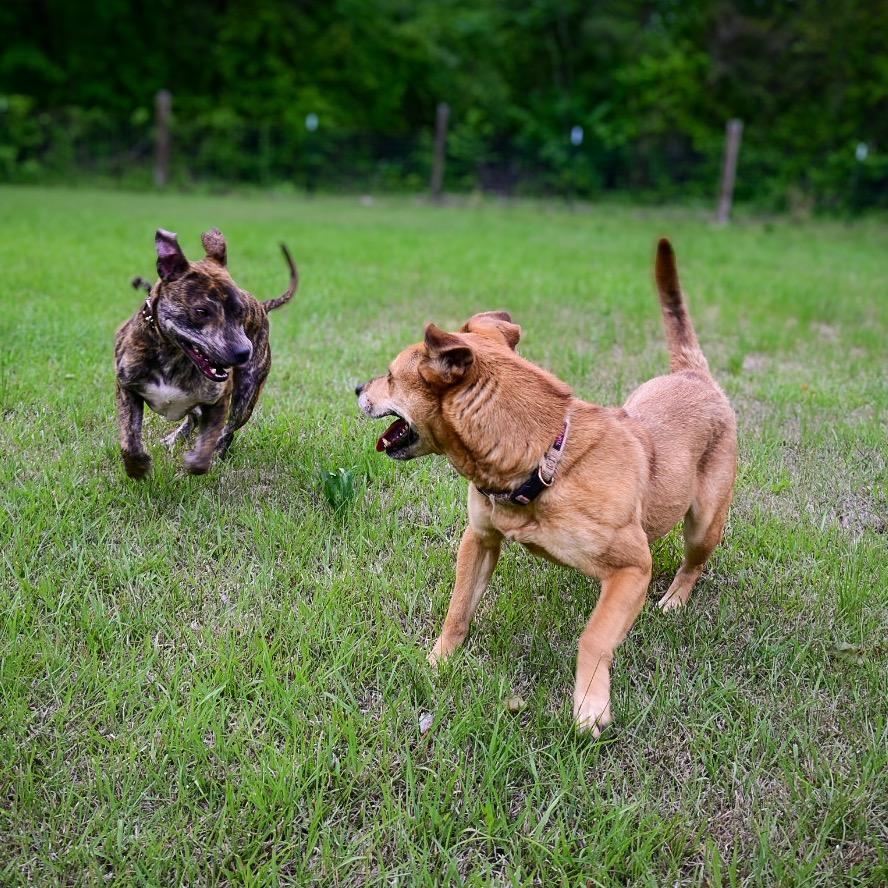 Enlarge Wonder Woman, a Adoptable Mixed Breed in Aberdeen, NC image 2/6