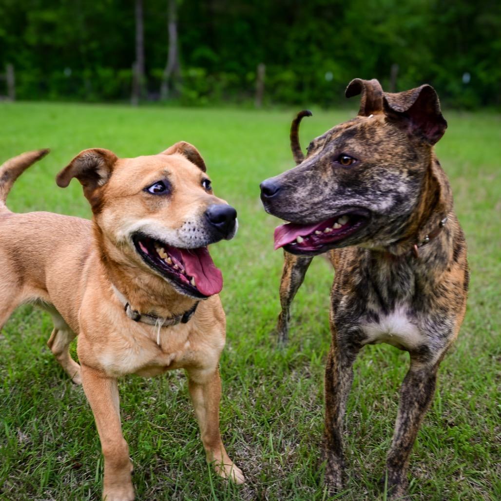 Enlarge Wonder Woman, a Adoptable Mixed Breed in Aberdeen, NC image 3/6