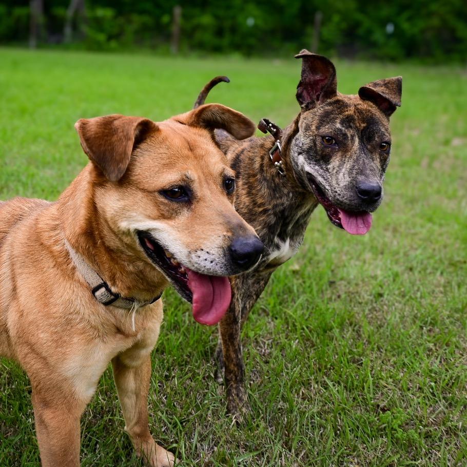 Enlarge Wonder Woman, a Adoptable Mixed Breed in Aberdeen, NC image 4/6