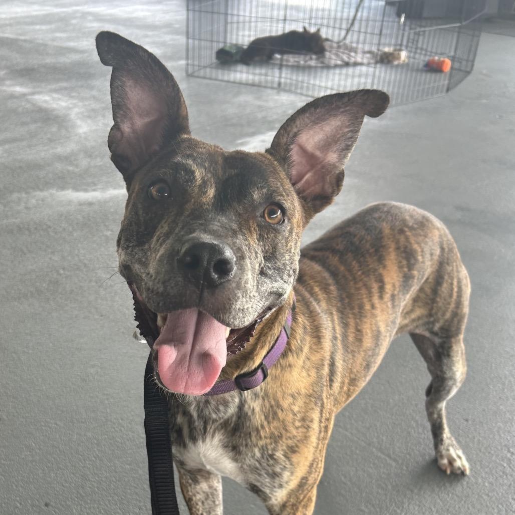 Wonder Woman, a Adoptable Mixed Breed in Aberdeen, NC image 5/6
