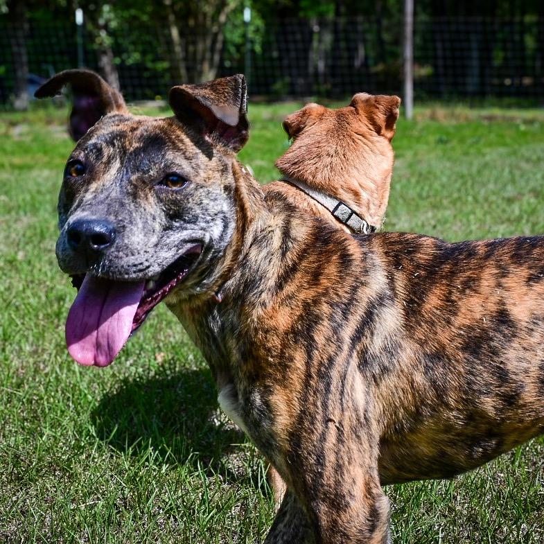 Enlarge Wonder Woman, a Adoptable Mixed Breed in Aberdeen, NC image 5/6