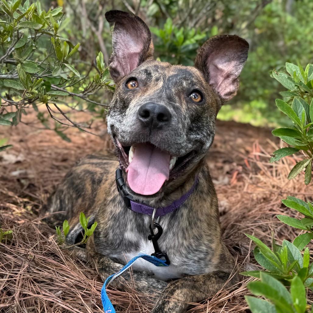 Enlarge Wonder Woman, a Adoptable Mixed Breed in Aberdeen, NC image 6/6