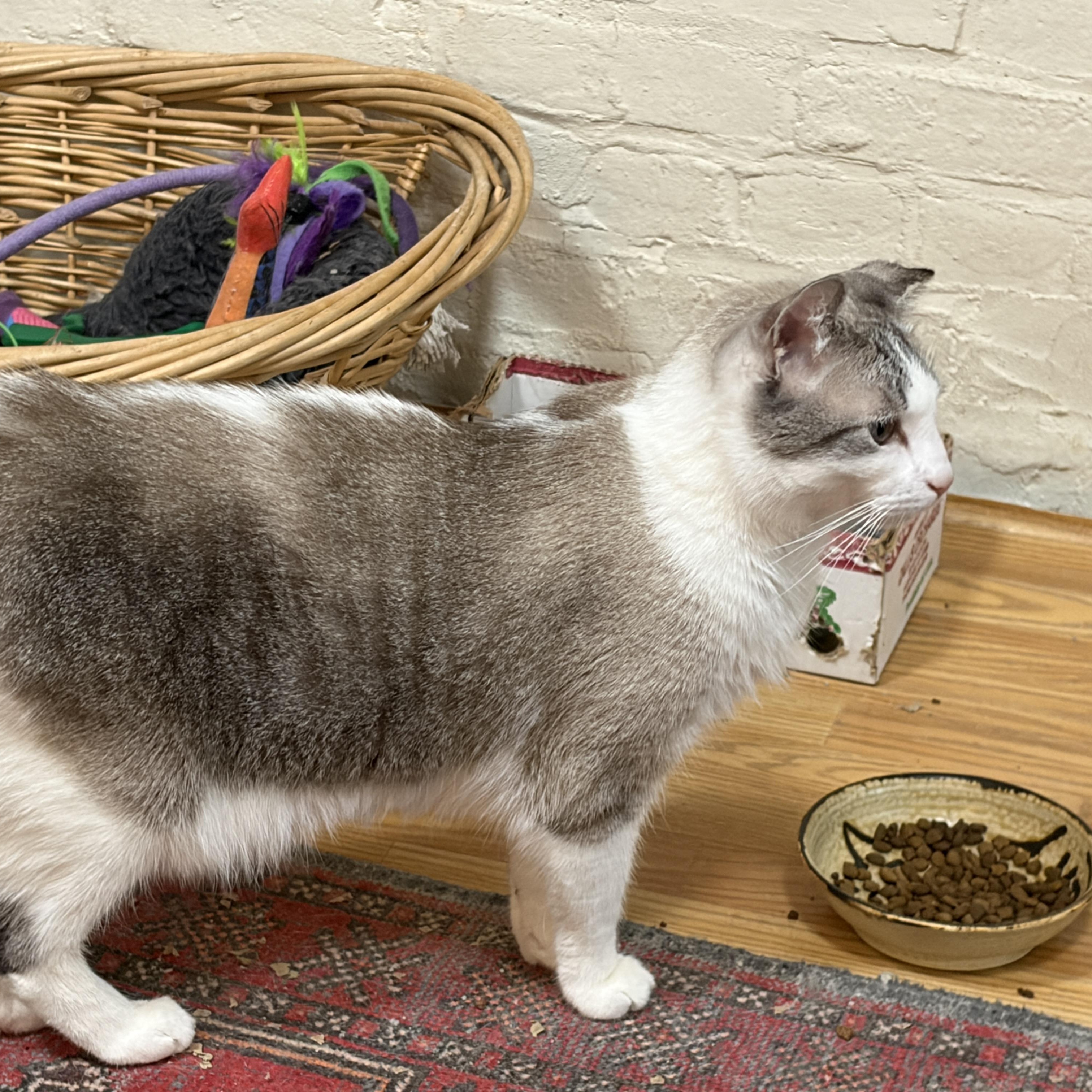 Enlarge Arthur, a Adoptable mixed breed in Louisville, KY image 4/5