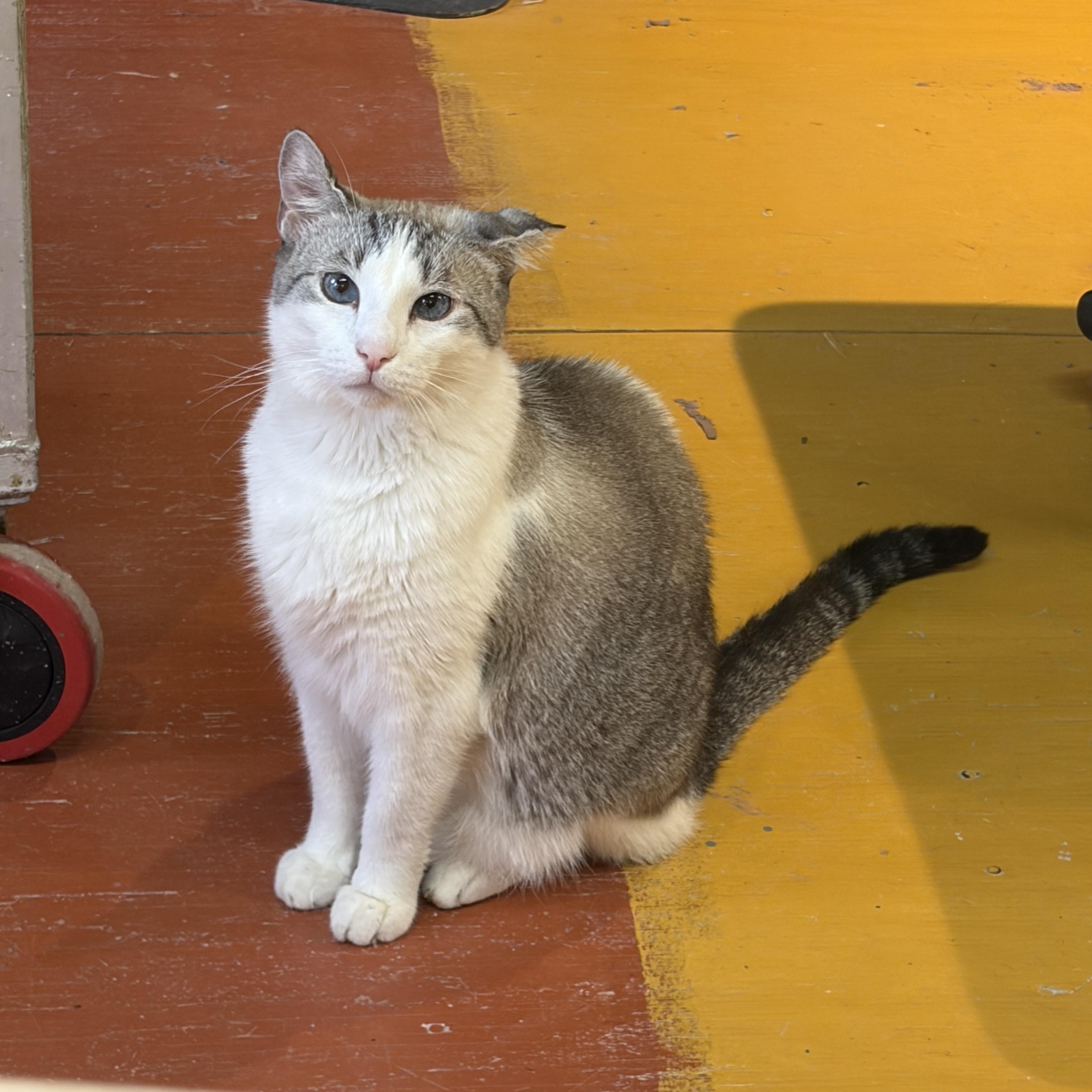 Enlarge Arthur, a Adoptable mixed breed in Louisville, KY image 1/5