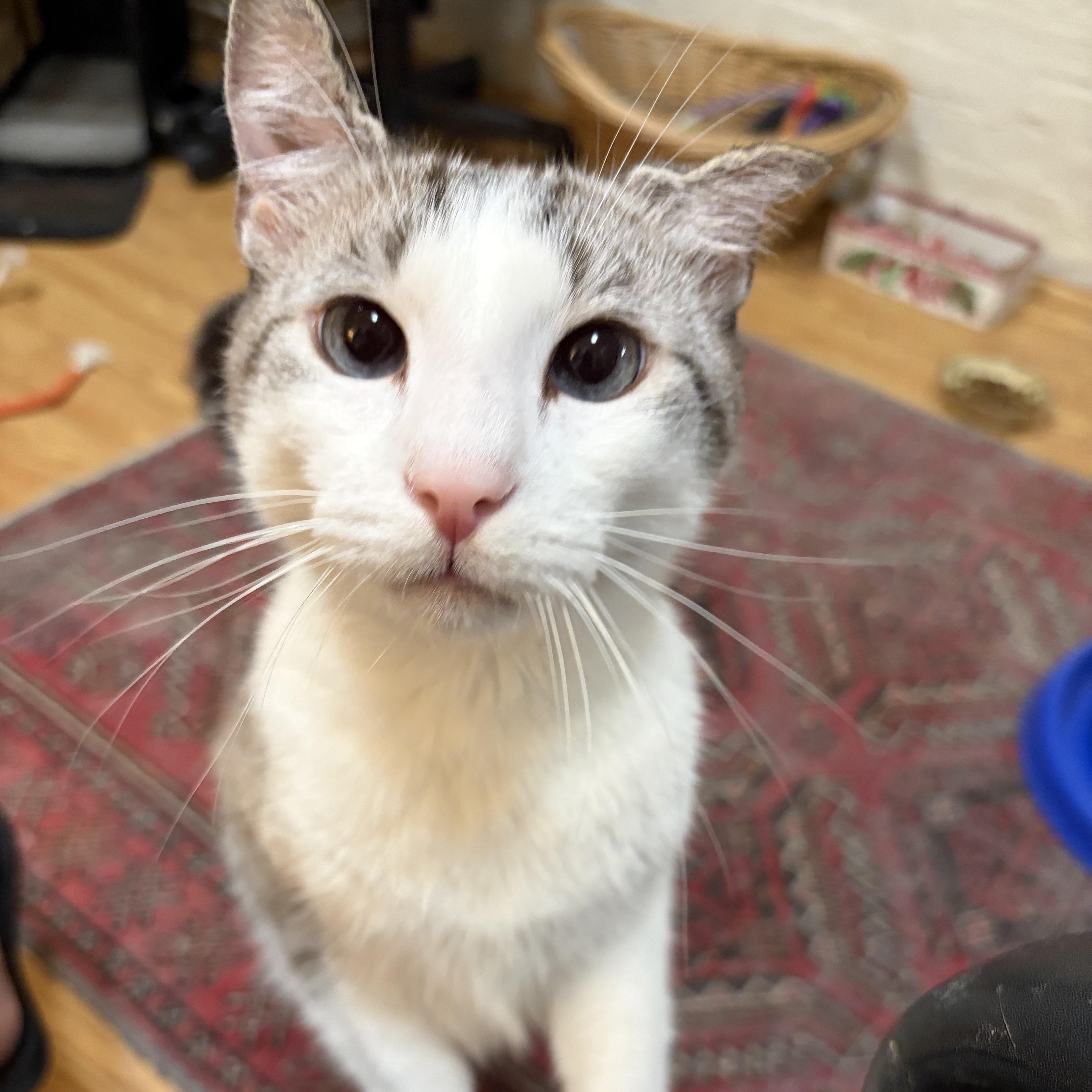 Enlarge Arthur, a Adoptable mixed breed in Louisville, KY image 2/5