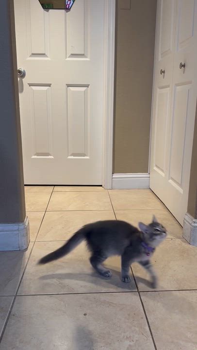 Enlarge Baklava INDOOR ONLY, a Adopted mixed breed in Stockton, CA video 5/5
