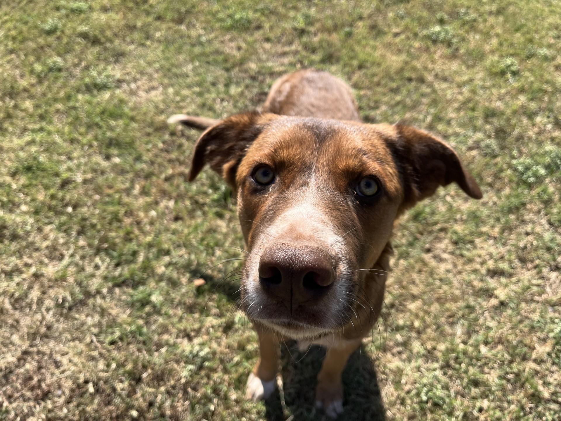 Casey, a Adoptable Mixed Breed in Chickasha, OK image 5/5