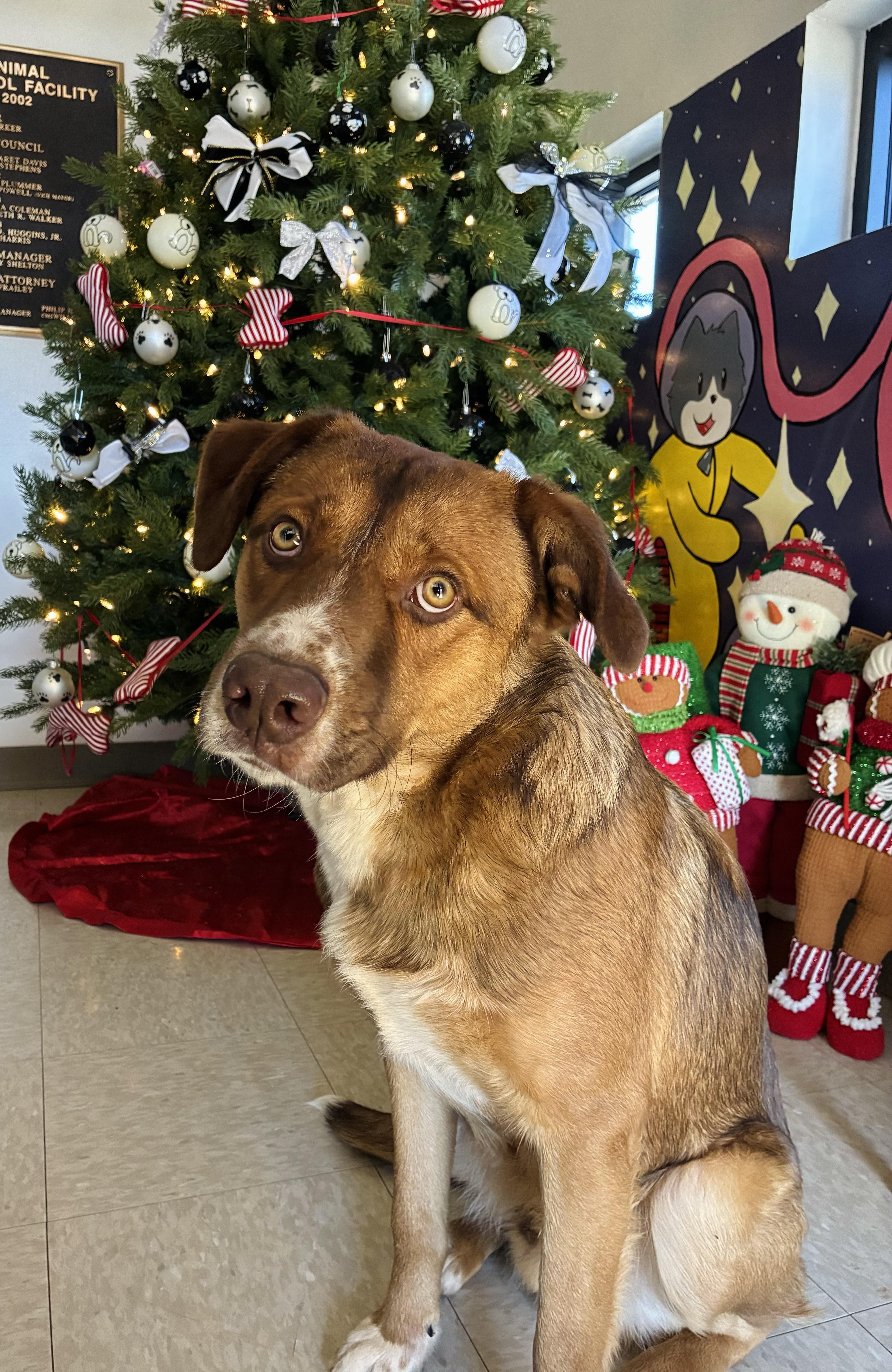 Enlarge Casey, a Adoptable Mixed Breed in Chickasha, OK image 1/5