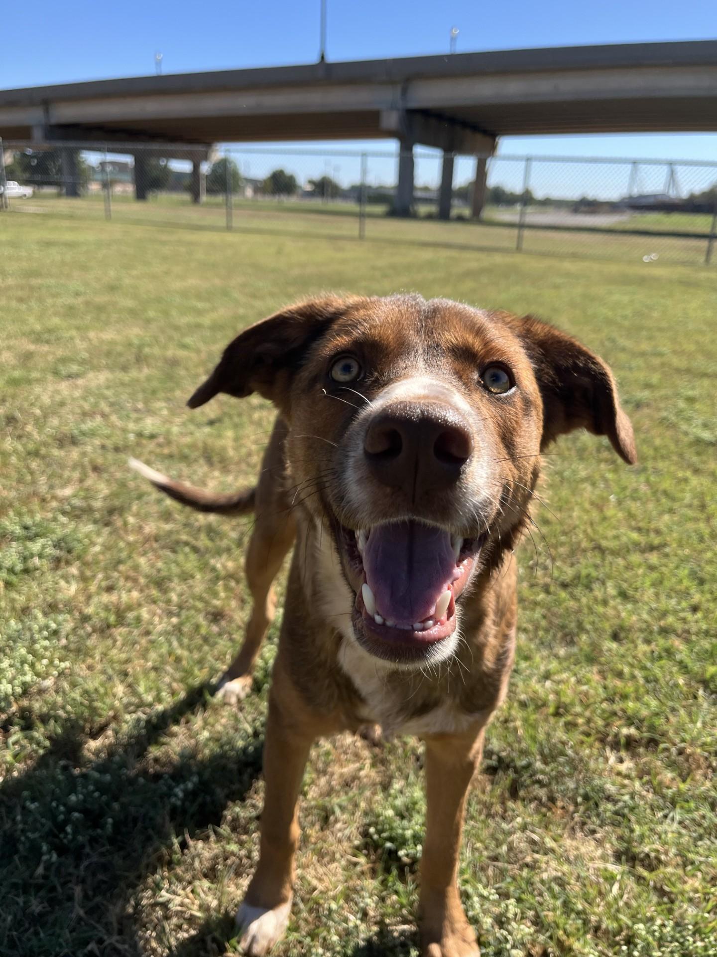 Casey, Adoptable, Young Male Mixed Breed.
