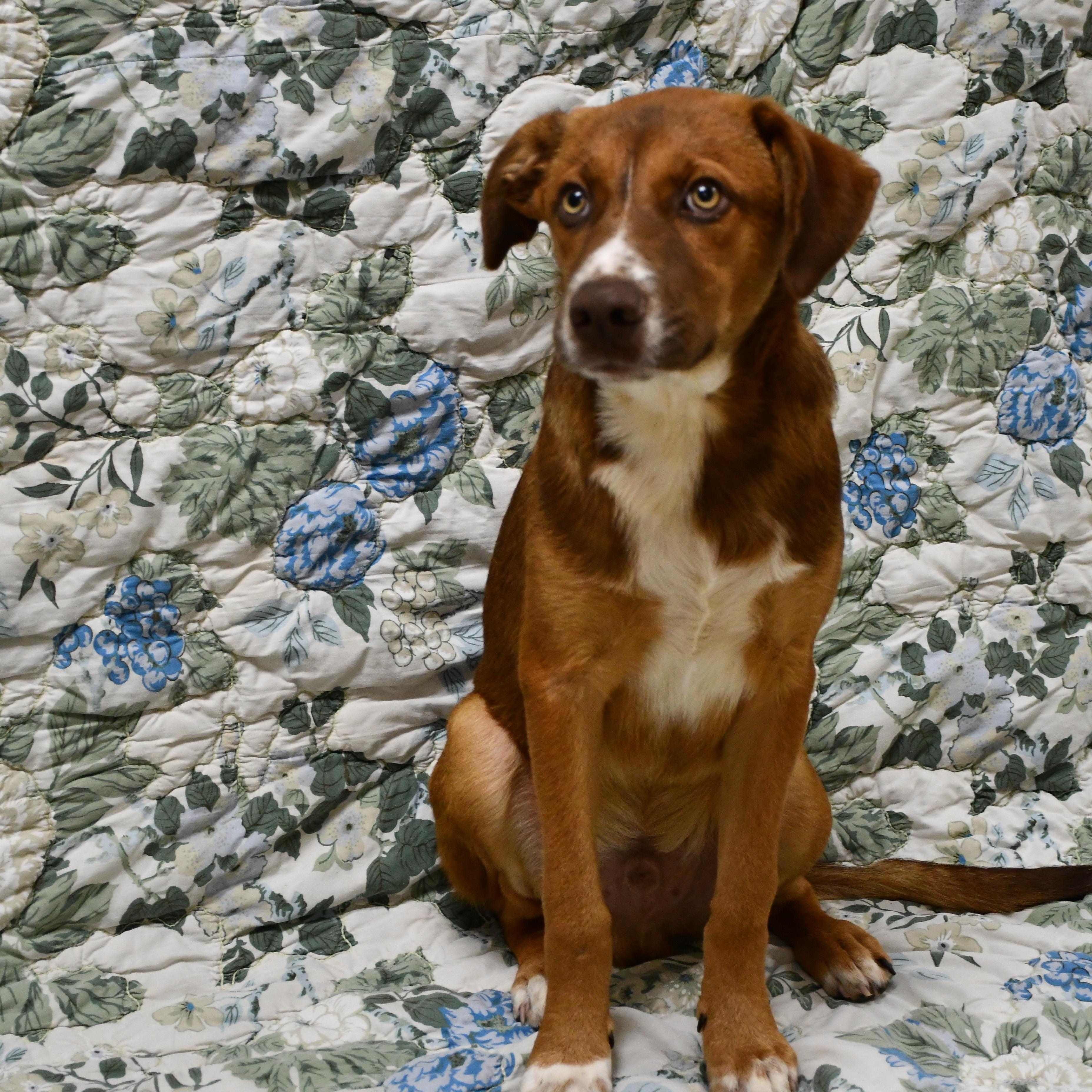 Casey, a Adoptable Mixed Breed in Chickasha, OK image 4/5