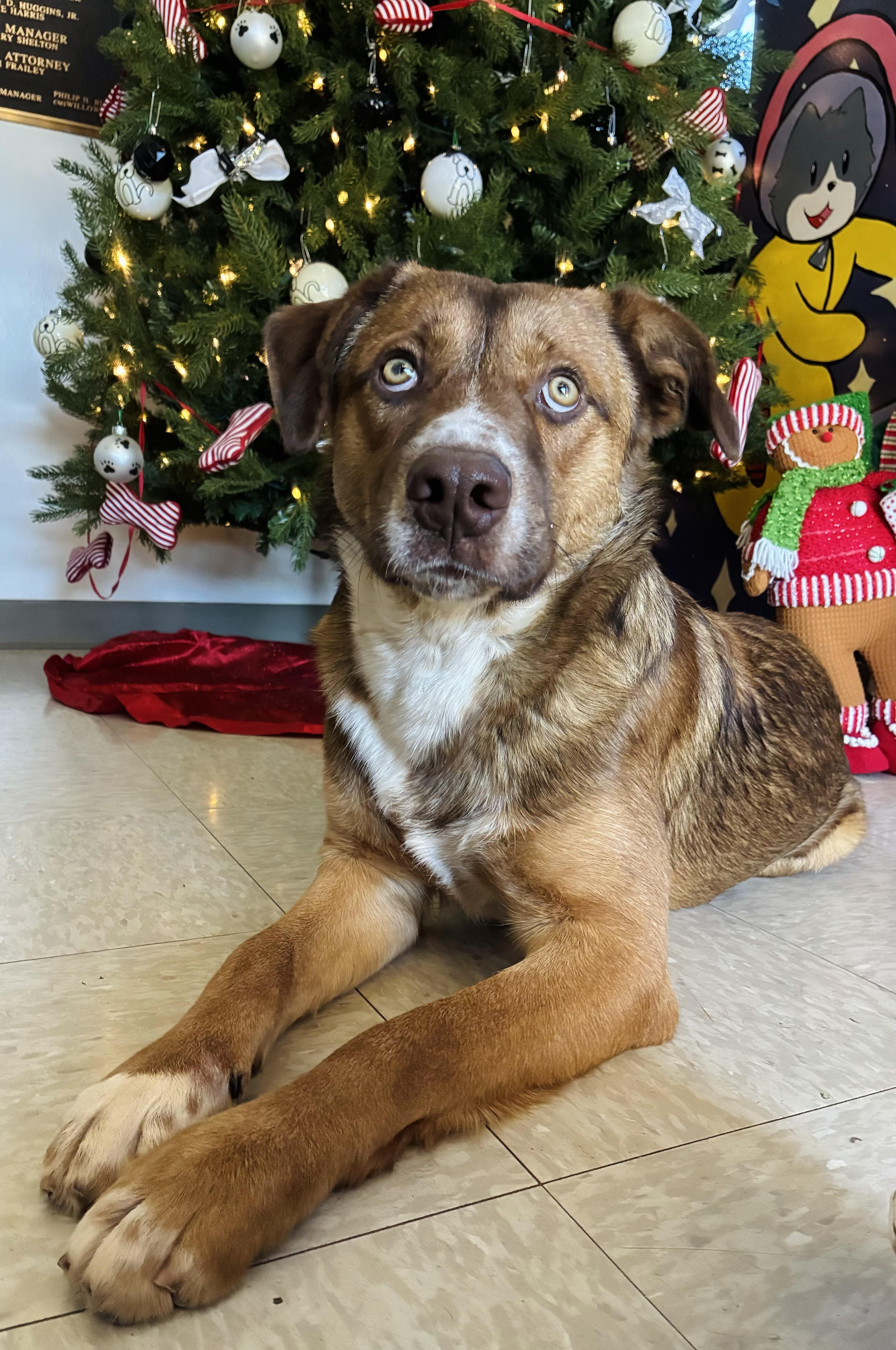 Enlarge Casey, a Adoptable Mixed Breed in Chickasha, OK image 2/5