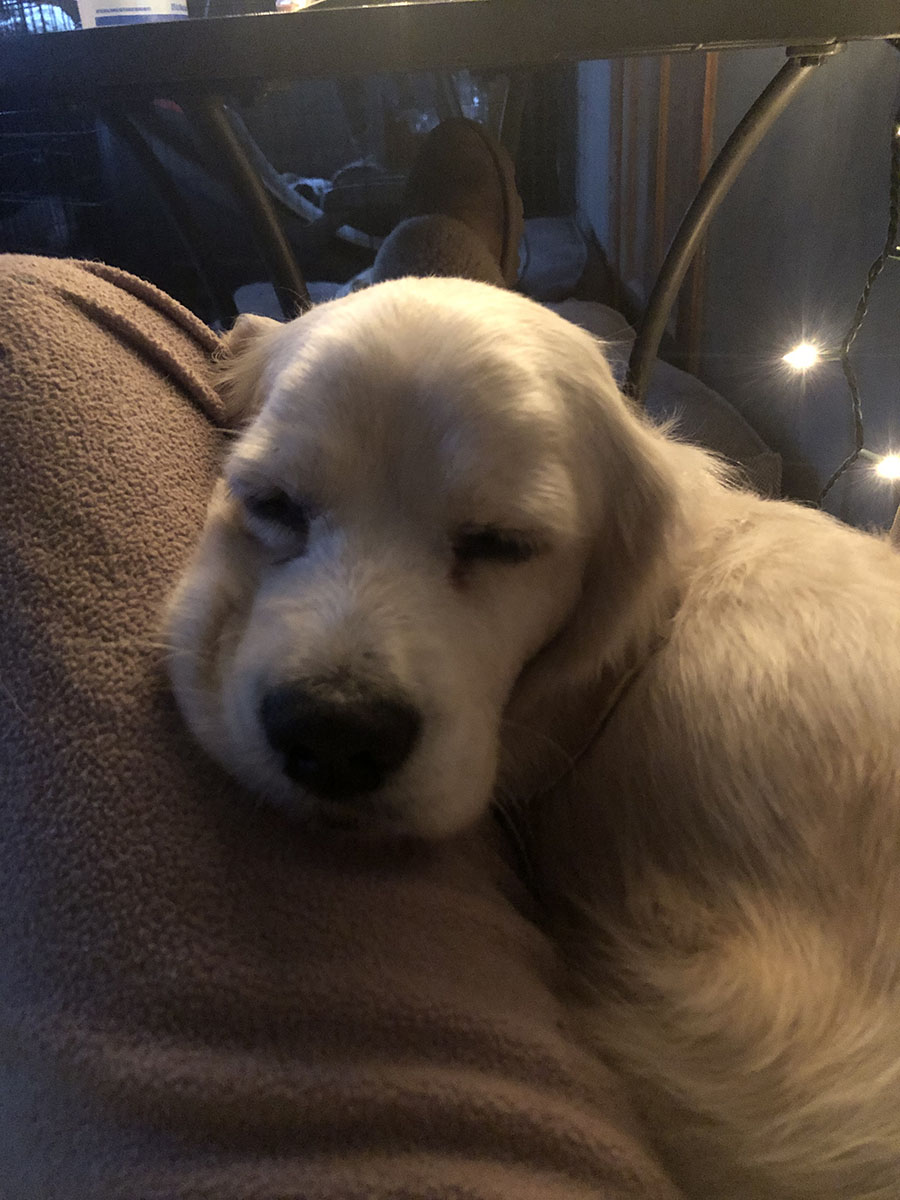 Bailey 36, Adopted, Adult Female Cocker Spaniel.