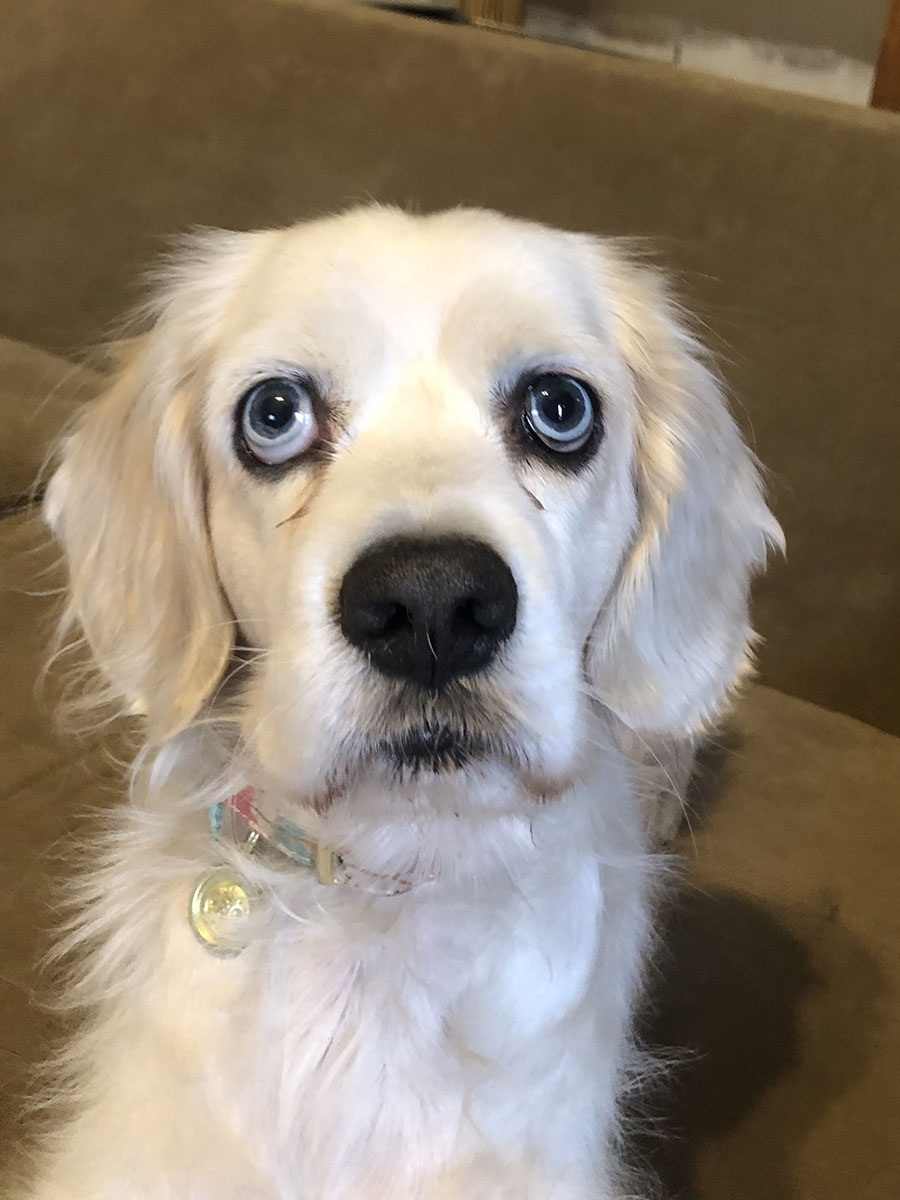 Enlarge Bailey 36, a Adopted Cocker Spaniel in Easton, PA image 2/2