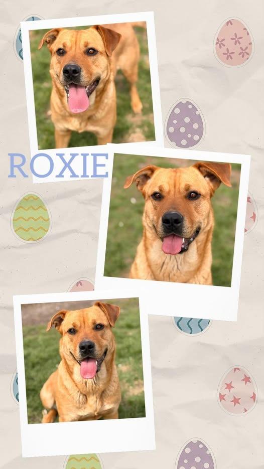 Enlarge Roxie, a Adoptable mixed breed in Rensselaer, IN image 1/1