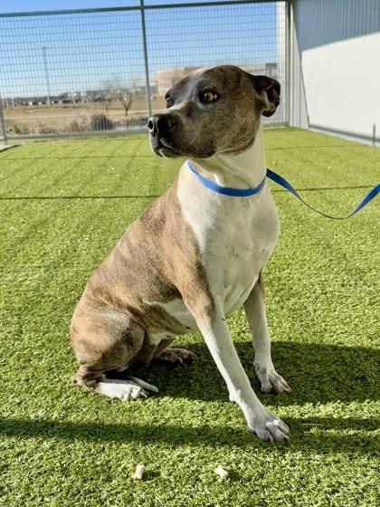 Luna — thumbnail 2