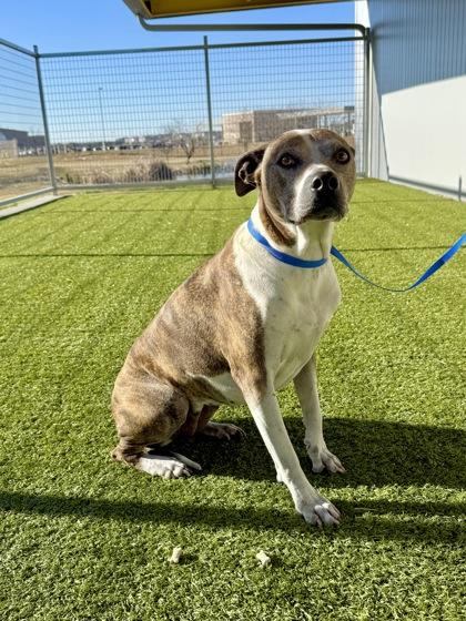 Luna — thumbnail 3