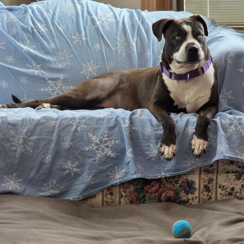 Biscoff, Adoptable, Adult Female Pit Bull Terrier.