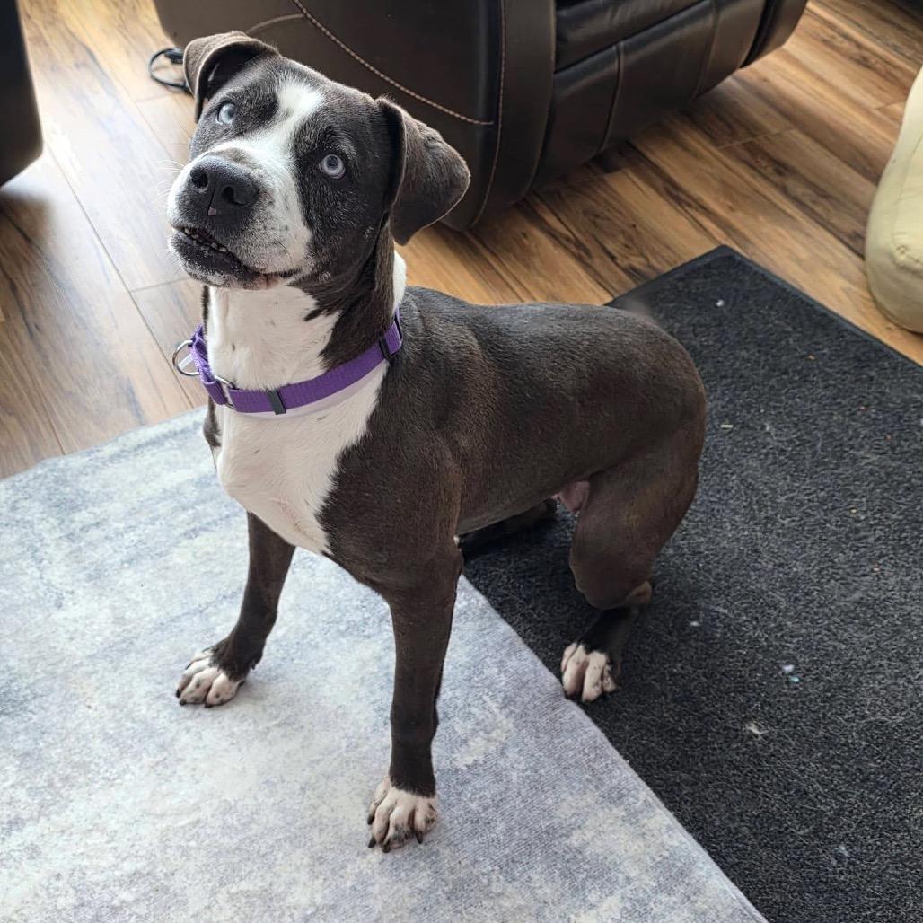 Biscoff, Adoptable, Adult Female Pit Bull Terrier.