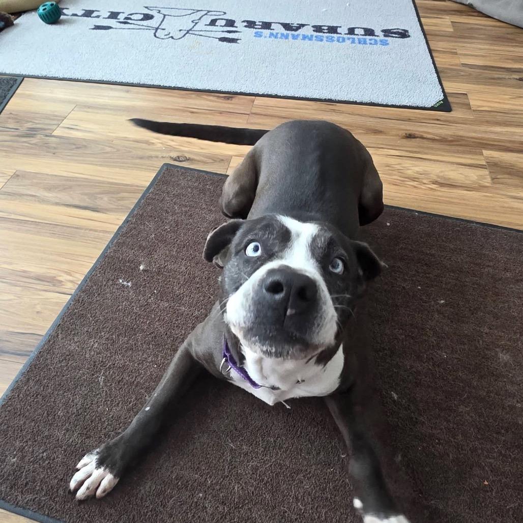 Enlarge Biscoff, a Adoptable Pit Bull Terrier in Tomah, WI image 3/5