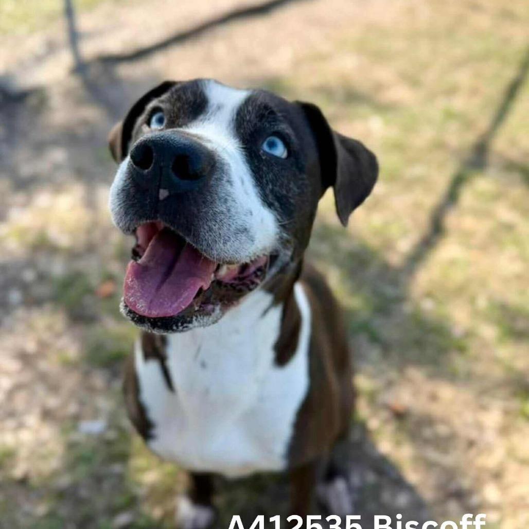 Enlarge Biscoff, a Adoptable Pit Bull Terrier in Tomah, WI image 4/5