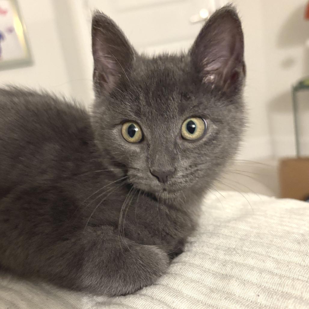 Enlarge Ember (Adoption Pending), a Adoptable Domestic Short Hair in Marshall, VA image 1/2