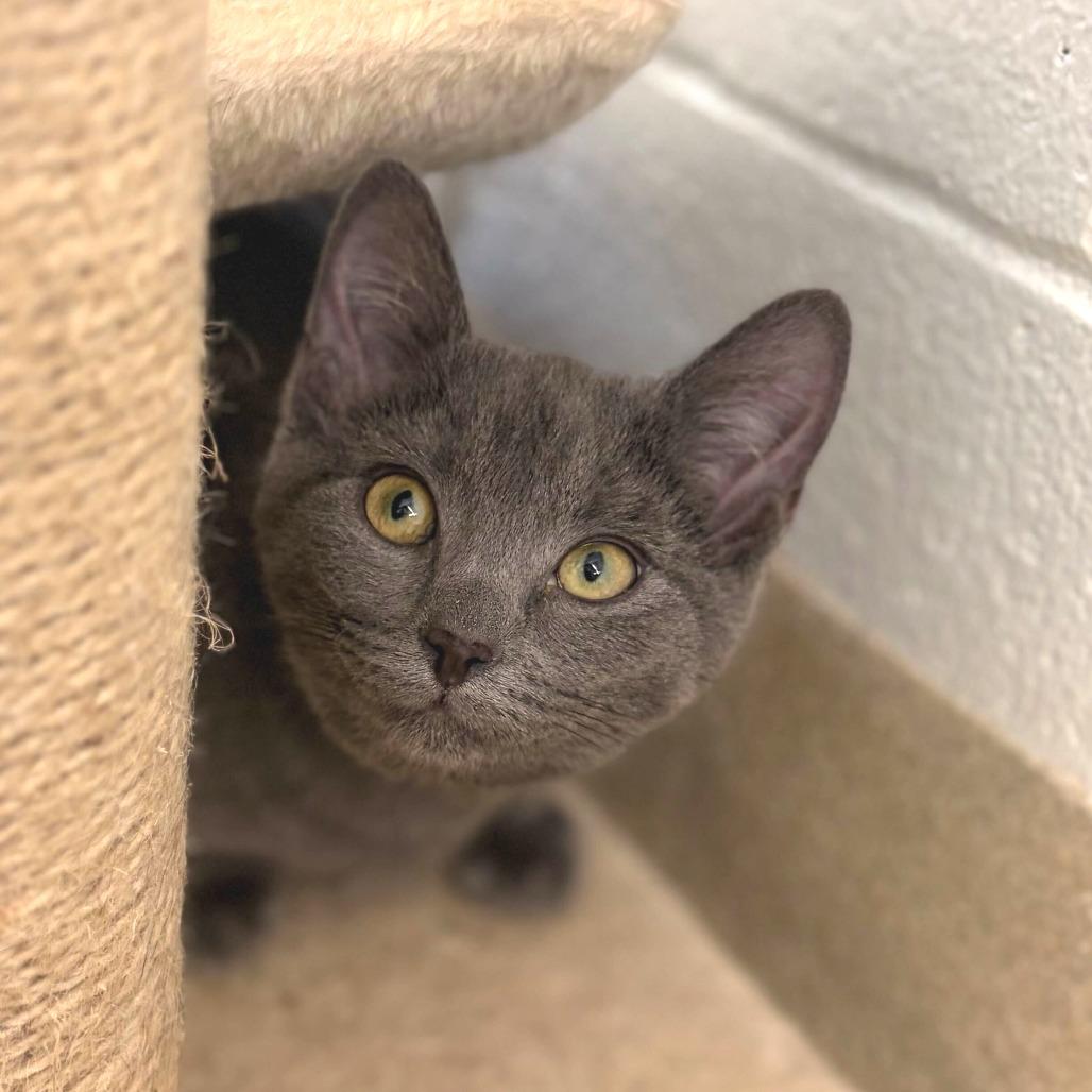 Enlarge Ember (Adoption Pending), a Adoptable Domestic Short Hair in Marshall, VA image 2/2