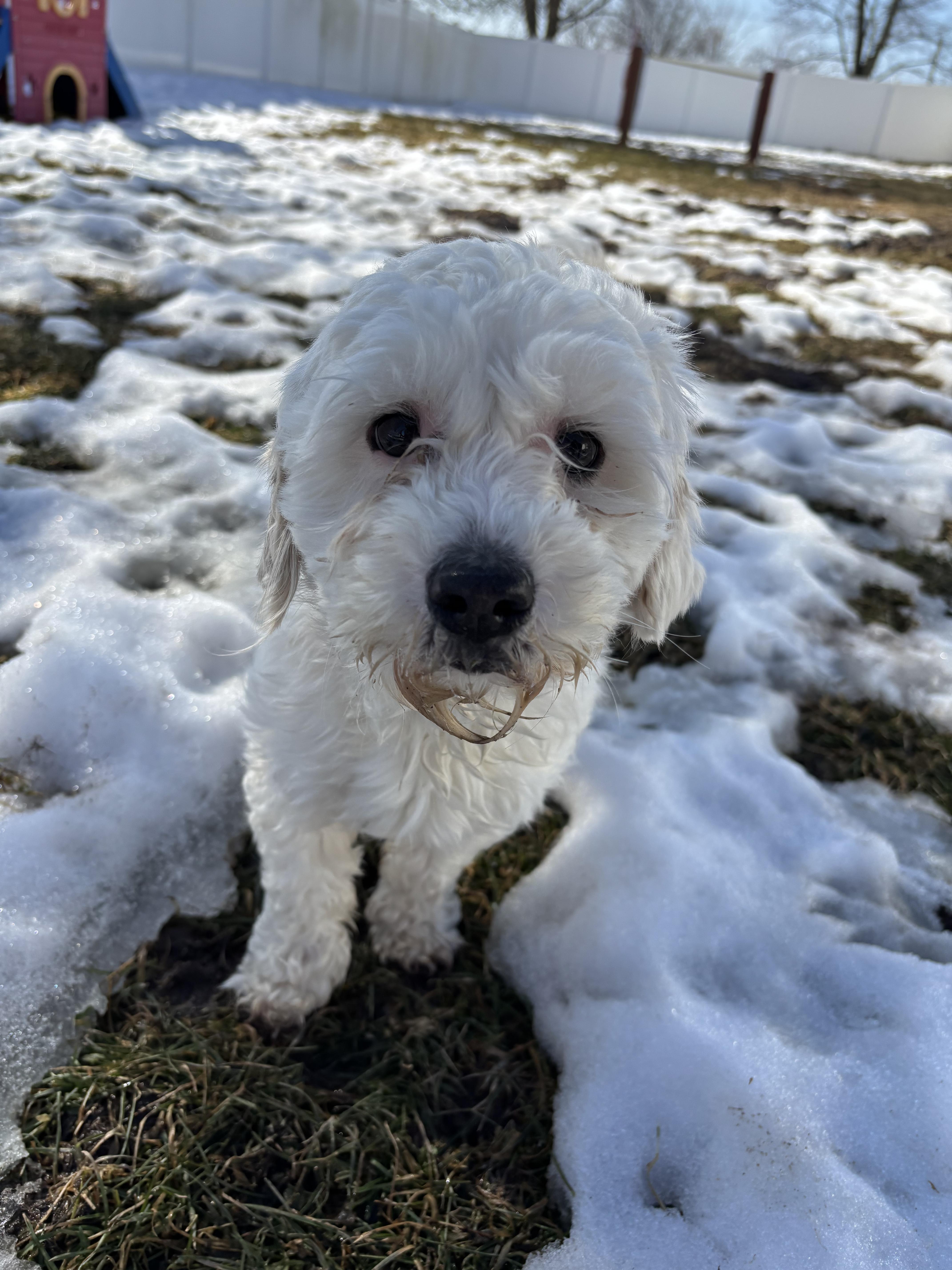 Enlarge Effie, an adopted Mixed Breed in Franklin, IN image 1/1