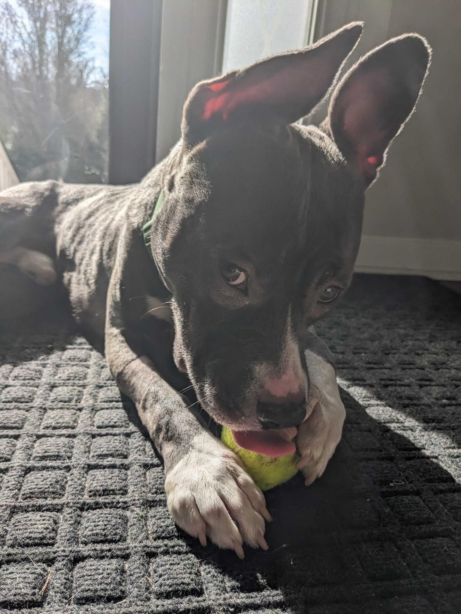 Zeus, Baby Male Pit Bull Terrier
