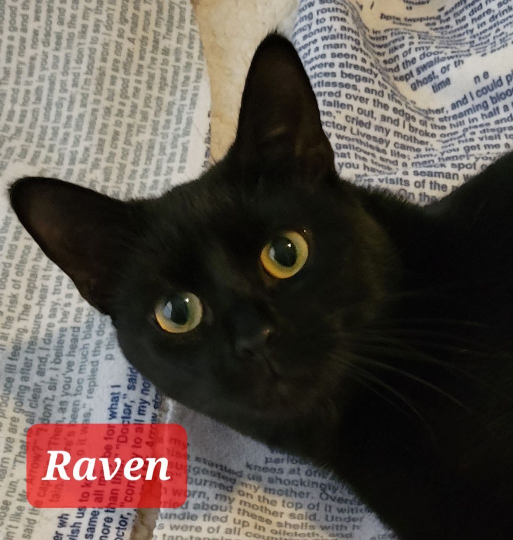 Raven, Adoptable, Adult Female Domestic Short Hair.