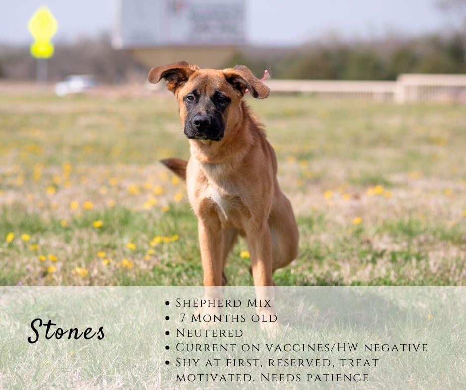 Enlarge Stones, a ADOPTABLE mixed breed in Junction City, KS image 1/1