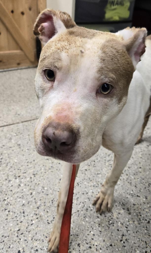 Gorgeous George, Adoptable, Adult Male Pit Bull Terrier & Mixed Breed.