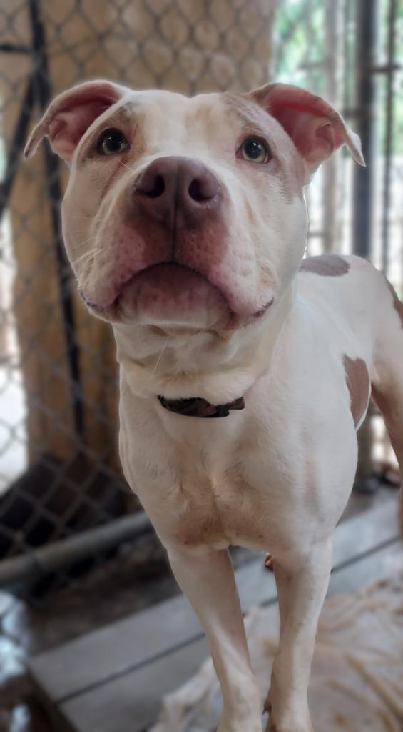 Enlarge Gorgeous George, a Adoptable mixed breed in Saint Clairsville, OH image 2/4