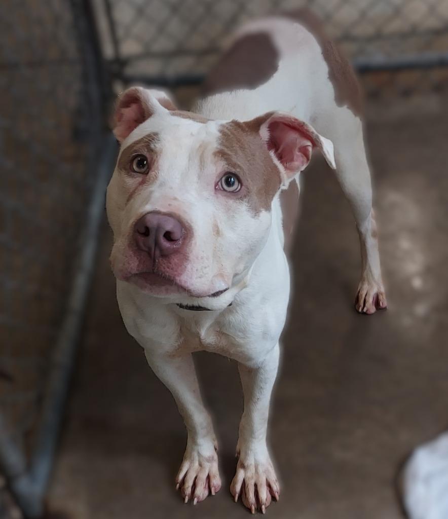 Enlarge Gorgeous George, a Adoptable mixed breed in Saint Clairsville, OH image 3/4