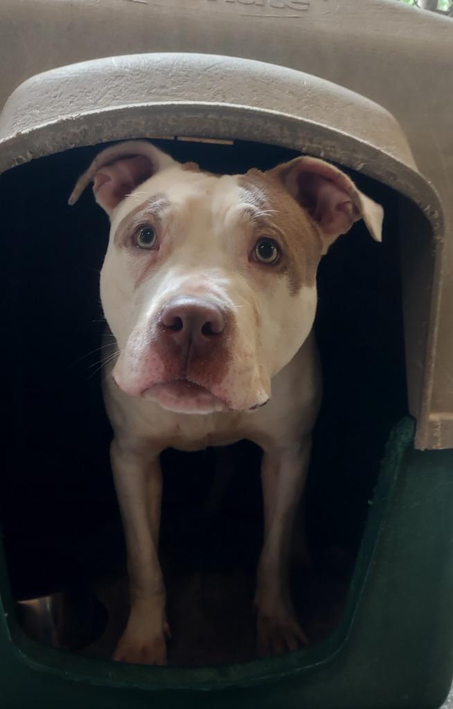 Enlarge Gorgeous George, a Adoptable mixed breed in Saint Clairsville, OH image 4/4