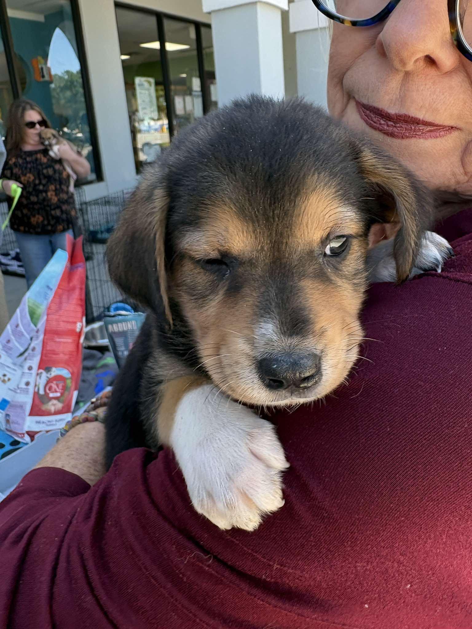 Enlarge Cider, a Adoptable mixed breed in Wilmington , NC image 3/3