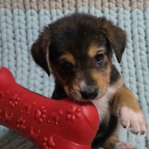 Enlarge Cider, a Adoptable mixed breed in Wilmington , NC image 2/3