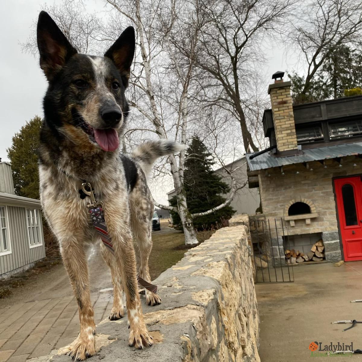 Enlarge Joey, an adopted mixed breed in Hamilton, ON image 2/5
