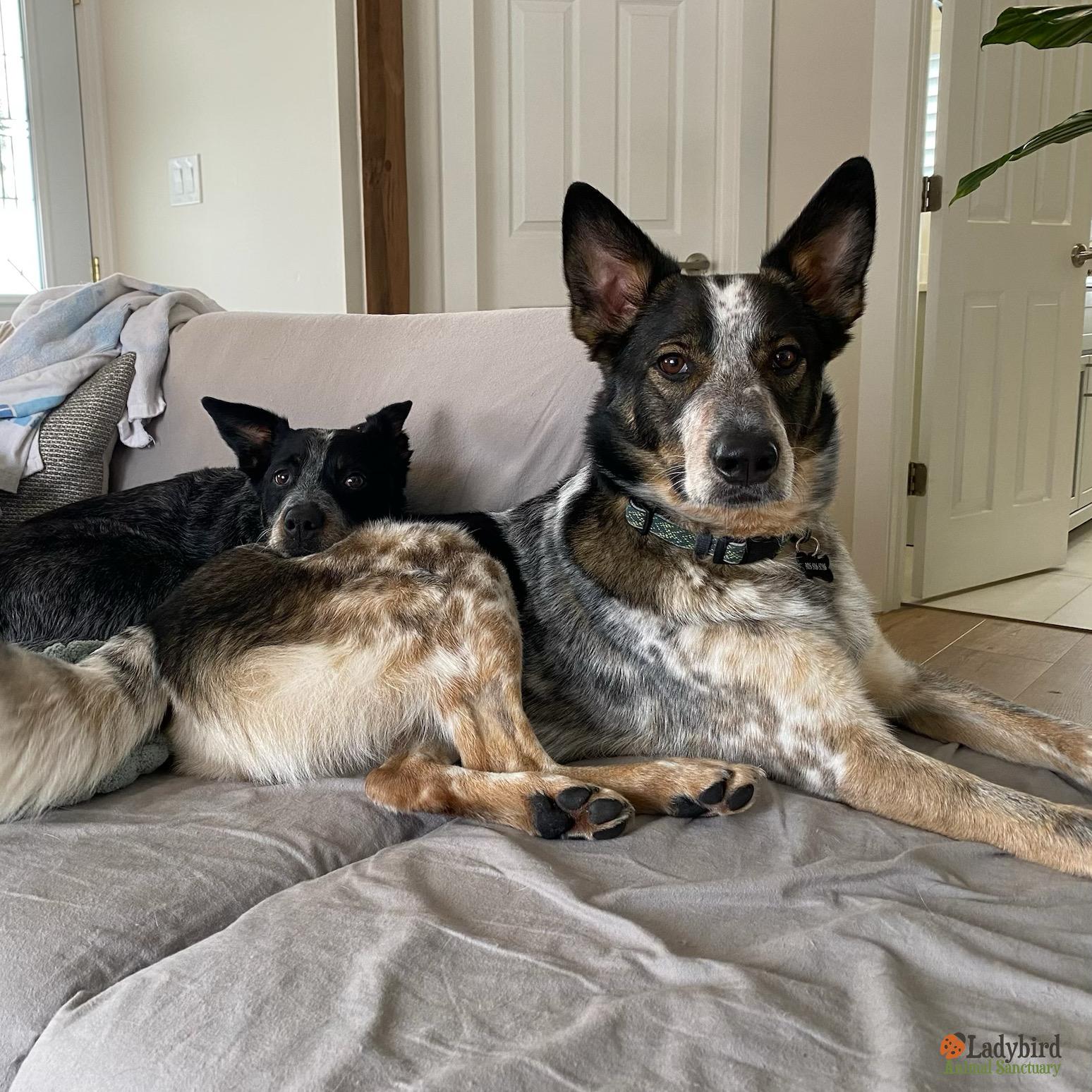 Enlarge Joey, an adopted mixed breed in Hamilton, ON image 4/5