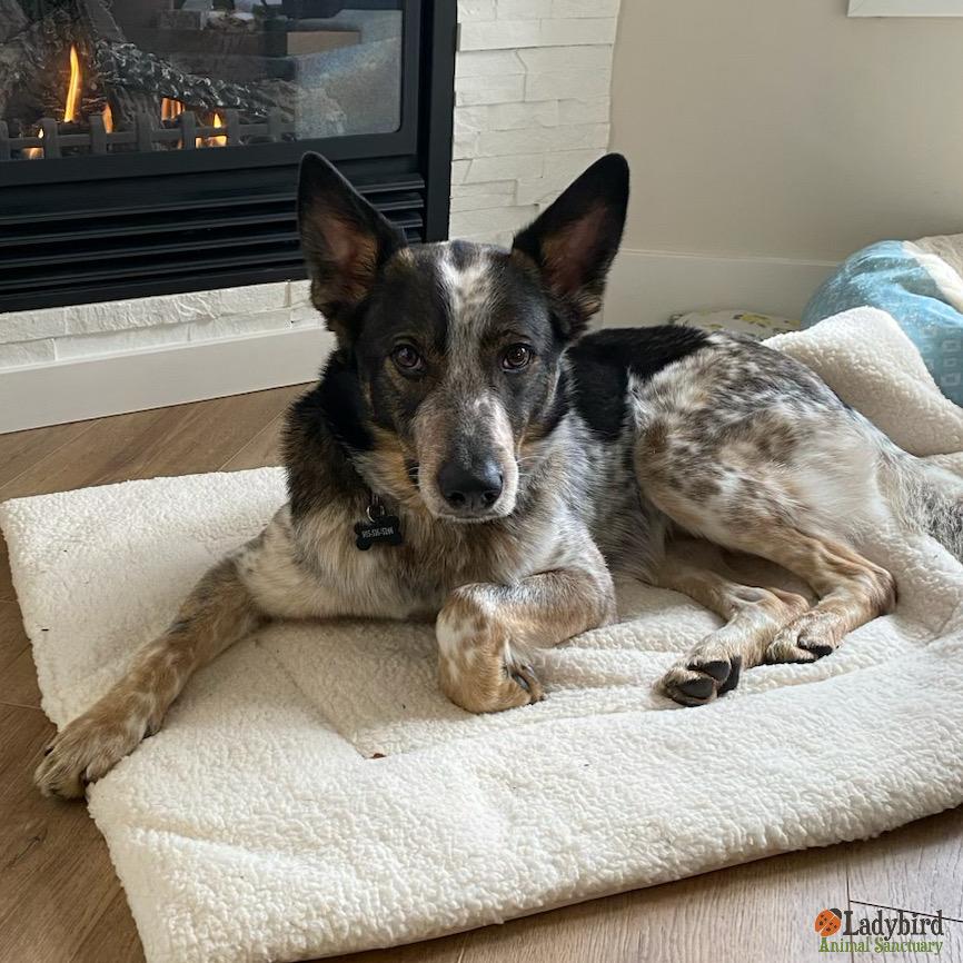 Enlarge Joey, an adopted mixed breed in Hamilton, ON image 5/5