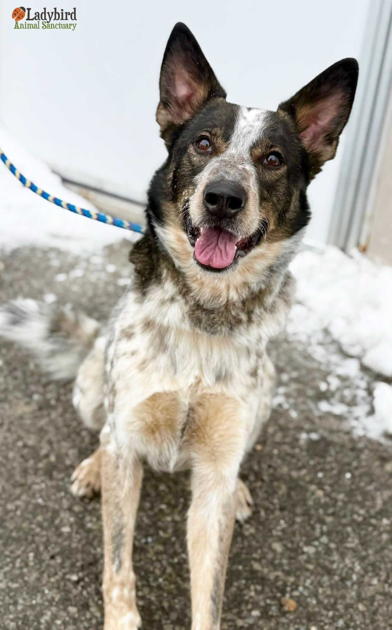 Enlarge Joey, an adopted mixed breed in Hamilton, ON image 3/5