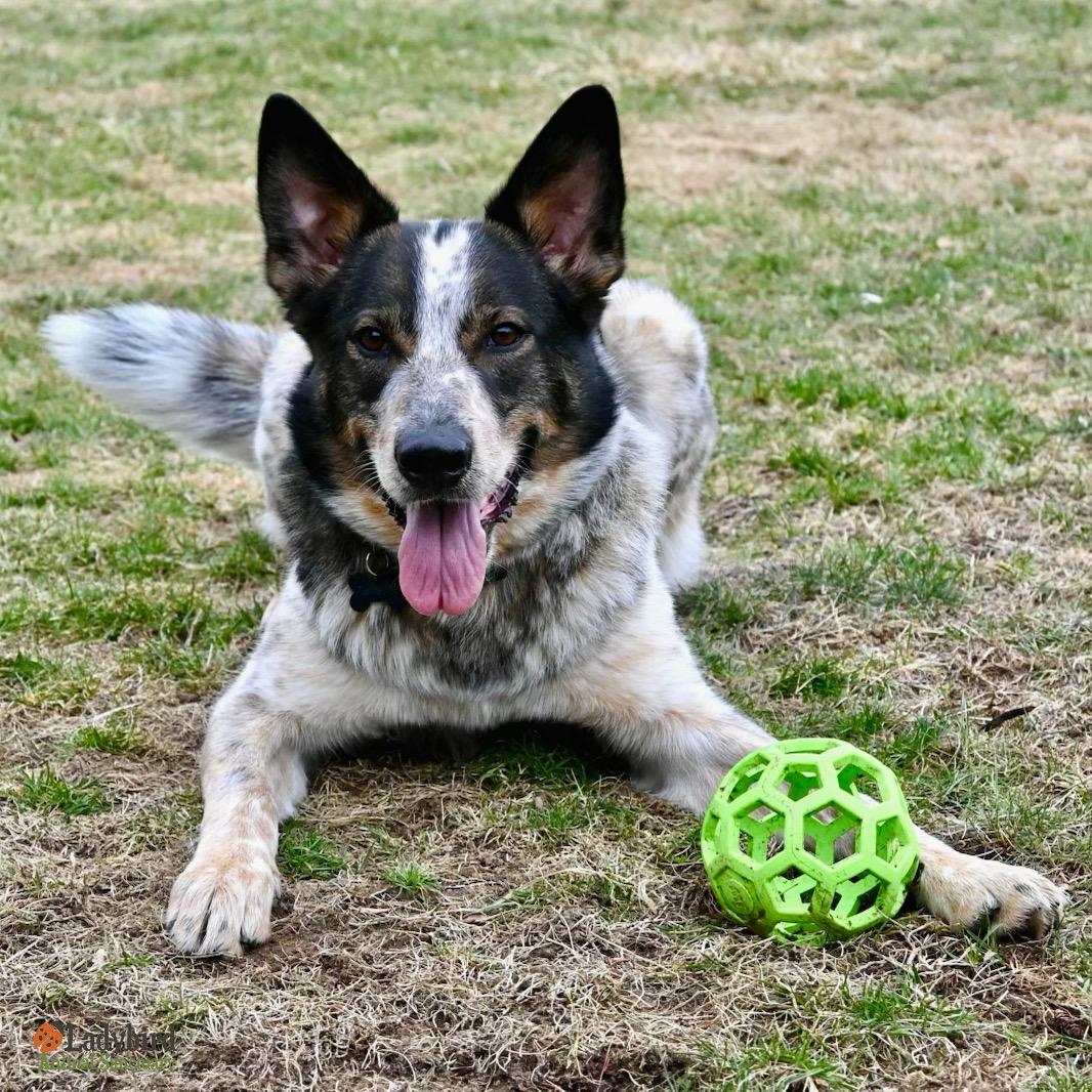 Joey, adopted, Adult Male Collie & Australian Cattle Dog / Blue Heeler.