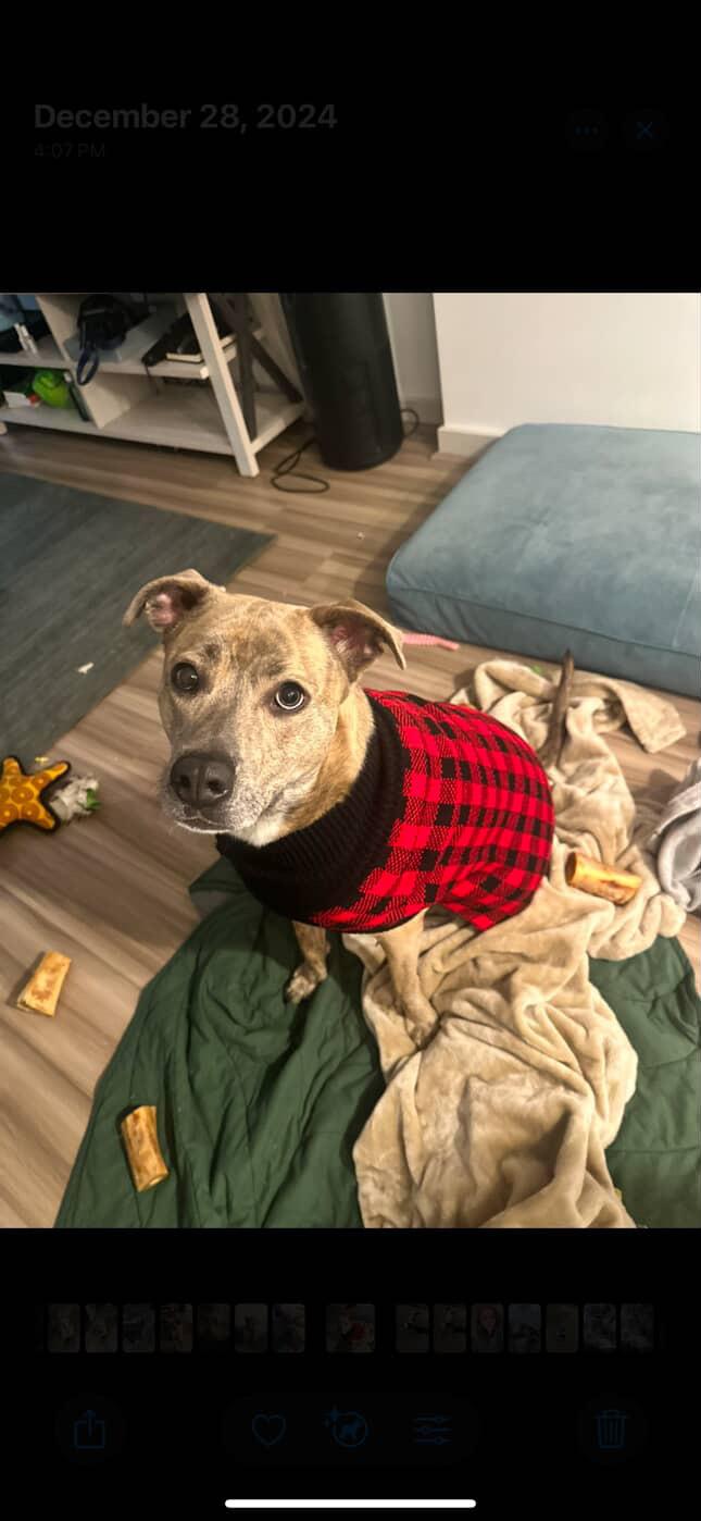 Enlarge Nala, a Adoptable mixed breed in Stamford, CT image 5/6