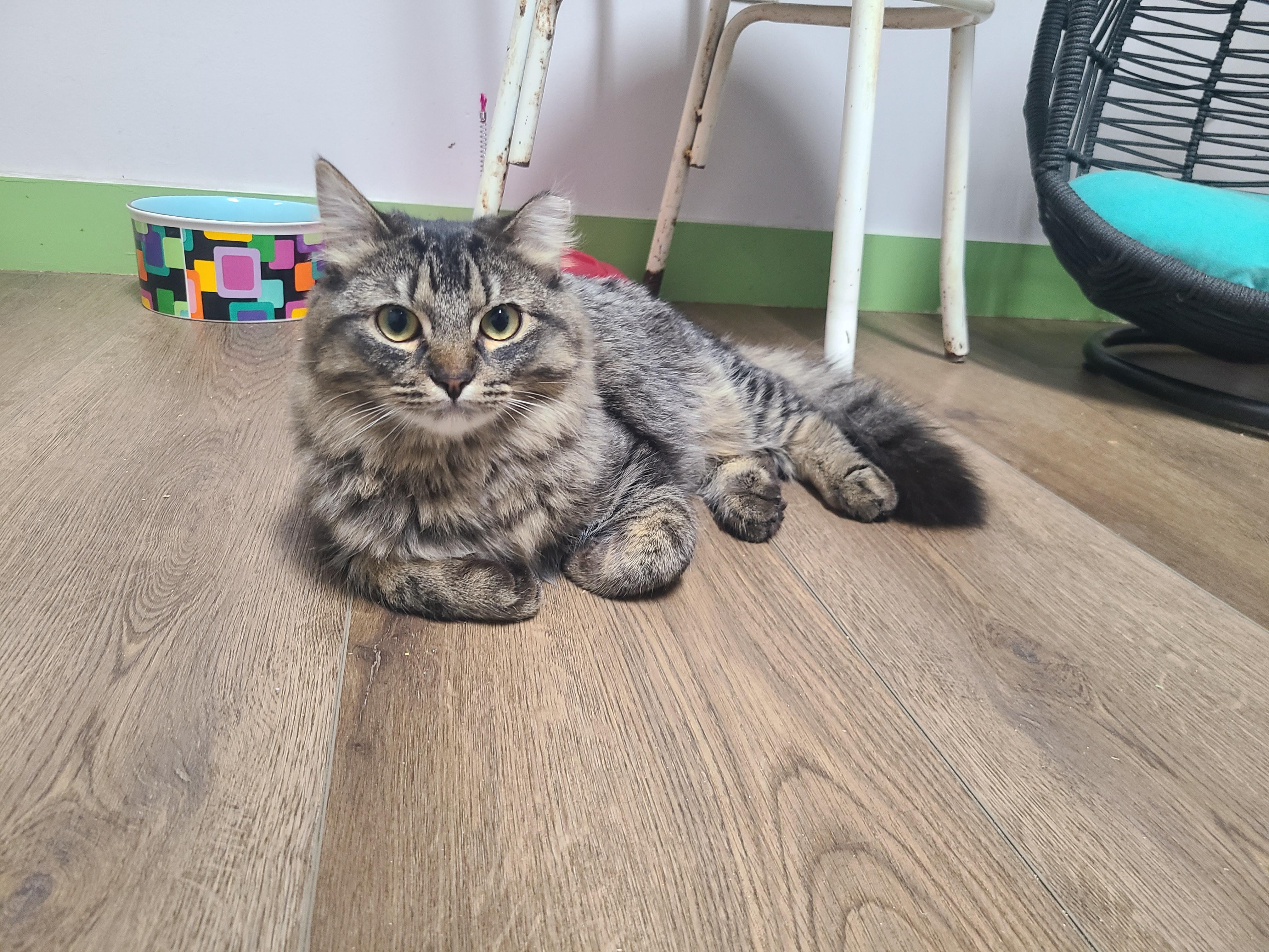 AJ, ADOPTABLE, Young Male Domestic Long Hair.