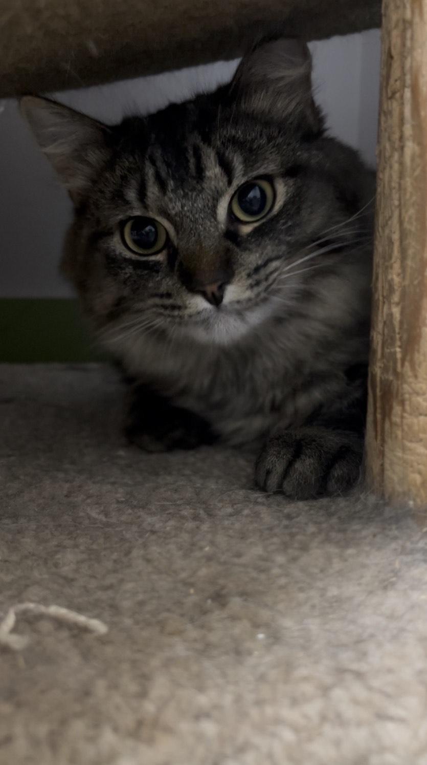 Enlarge AJ, a ADOPTABLE Domestic Long Hair in Orleans, VT image 2/2