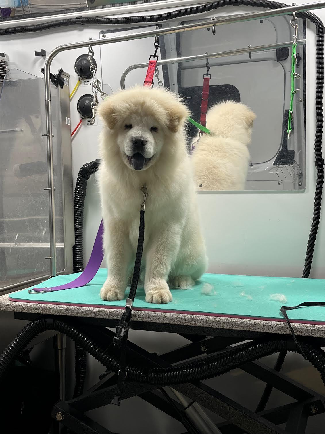 Bubz, ADOPTABLE, Puppy Male Chow Chow.