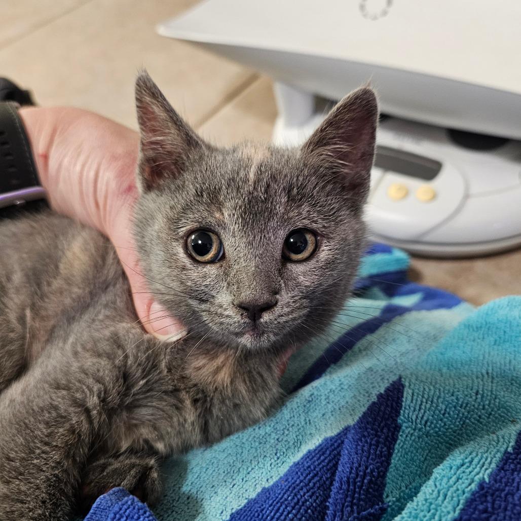 Lakeview Spot, Adoptable, Kitten Female American Shorthair.
