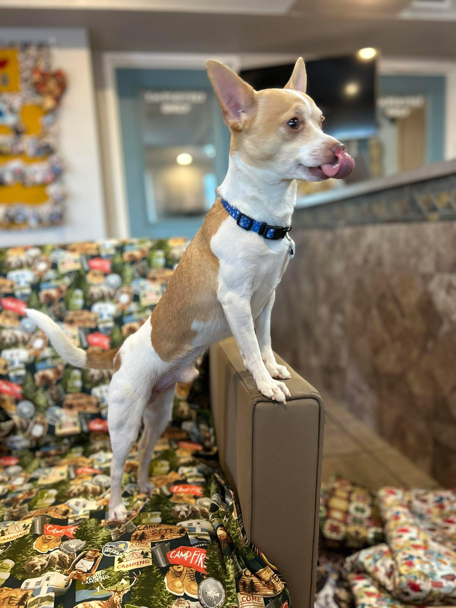 Enlarge Geode, a ADOPTABLE Chihuahua in Phoenix, AZ image 2/5