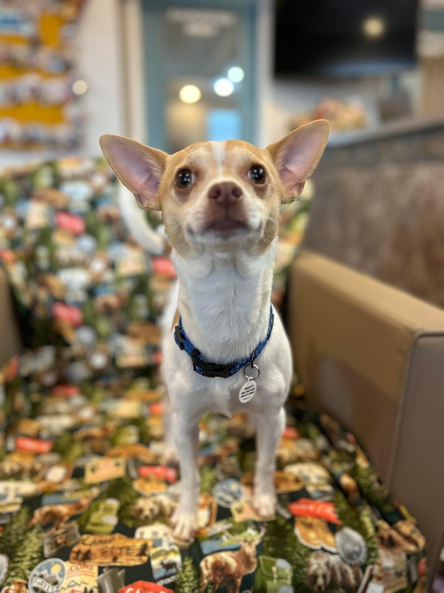 Enlarge Geode, a ADOPTABLE Chihuahua in Phoenix, AZ image 1/5